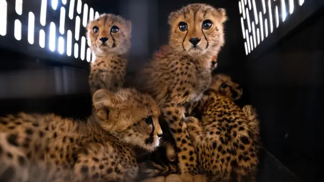 የዱር ድመቶች