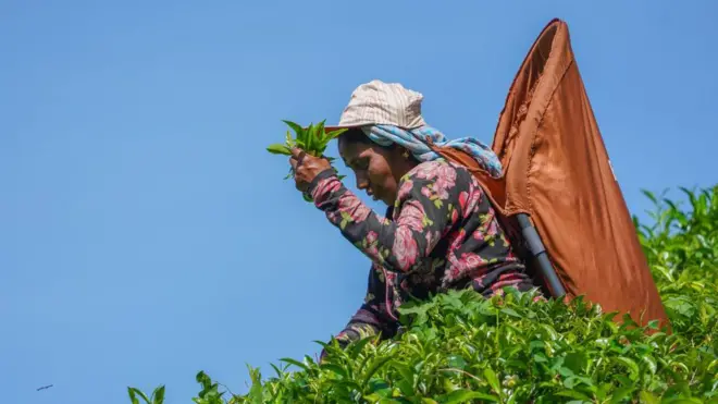 Tea industry in Sri Lanka