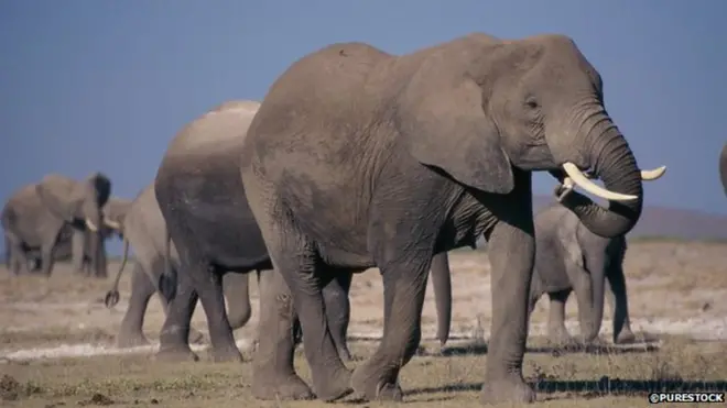 Mara nyingi tumezoea kusikia Tembo wamevamia kijiji au mashamba na kufanya Uharibifu. katika Chuo Kikuu cha Dodoma katikati mwa Tanzania walipata ugeni wa tembo wanne