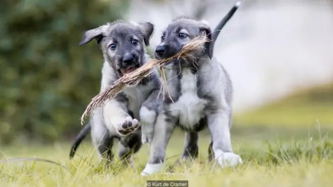 Los perros gemelos compartieron la placenta