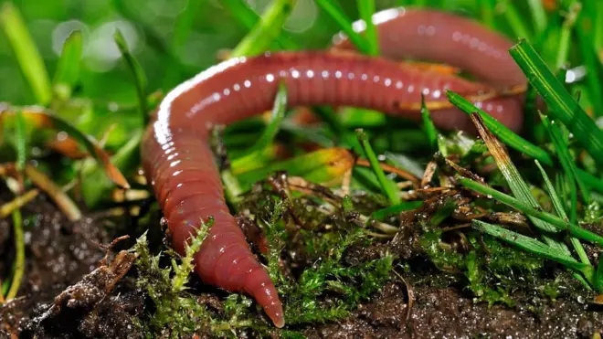 Las lombrices de tierra podrían verse drásticamente afectadas por el cambio climático, lo que puede llevar a su desaparición en algunos lugares.