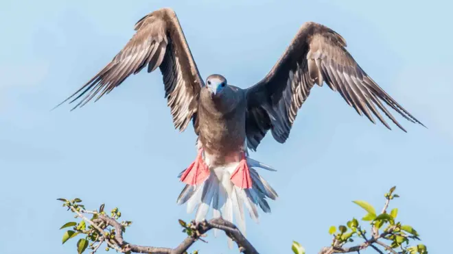 Piquero patirrojo