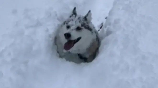 песик у кучугурі