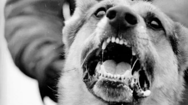 Mbwa amzuia mshambuliaji wa kujitoa mhanga Nigeria