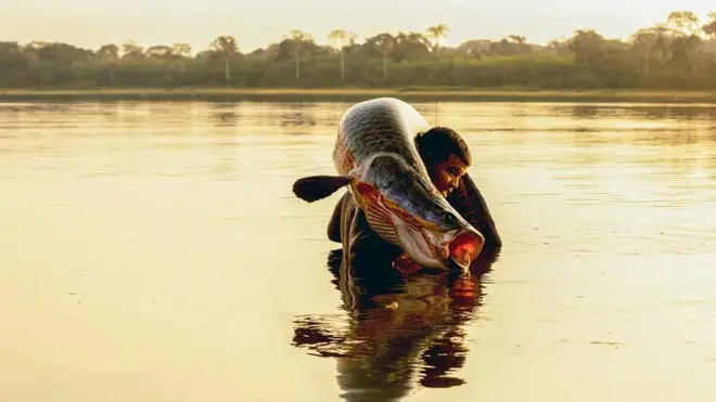 파이체(피라루쿠)는 고급 요리 재료로 많이 사용된다