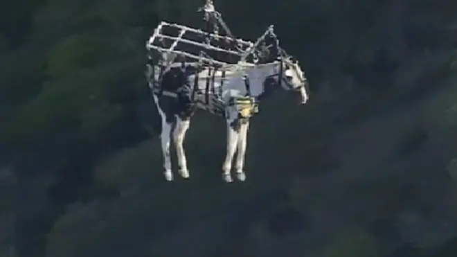 Летающая лошадь