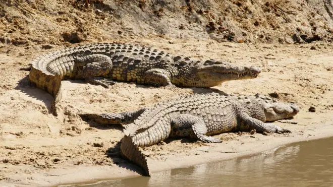 Des crocodiles sur les berges du Nil en Tanzanie (Images d'illustrations)