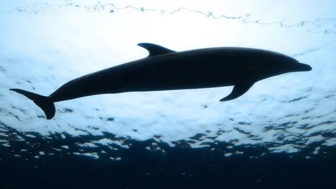 ڈولفن