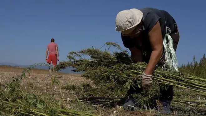 Берачи на пољу конопље