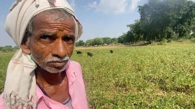 महोबा ज़िले के रावतपुरा गांव के संतोष ने मूंगफली की फसल पर बकरियां छोड़ दीं.