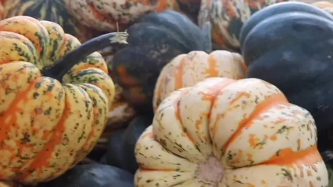 各種南瓜