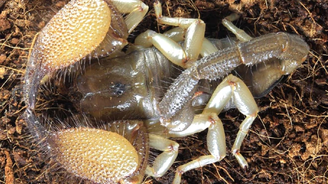 The scorpion species, pandinurus awalei, was found in Somaliland