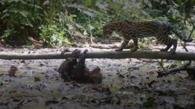 स्लॉथ और जंगली बिल्ली