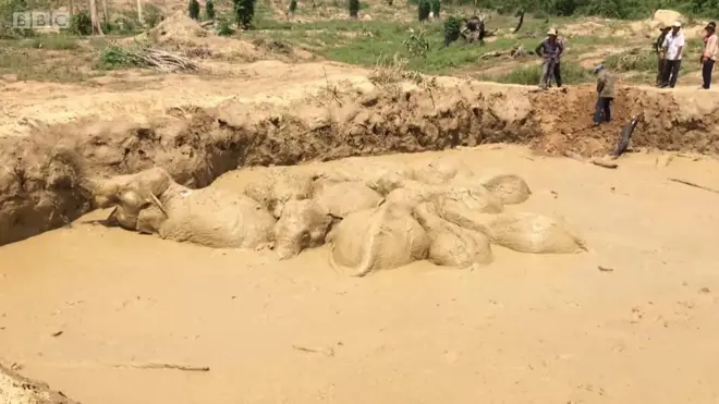 गड्ढे से निकला हाथियों का झुंड