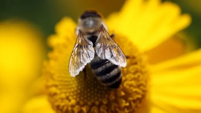 తేనెటీగలు