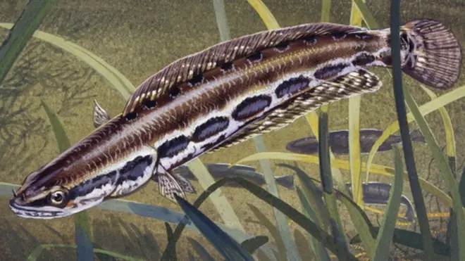 స్నేక్హెడ్ చేప