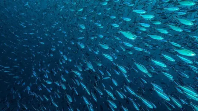 Sampah jutaan ton yang masuk ke laut akan langsung meracuni boga bahari yang kita santap secara berkala.