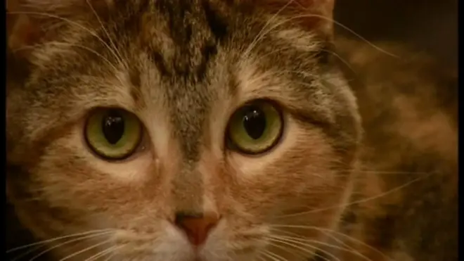 猫のための音楽　「聴衆」の反応は？