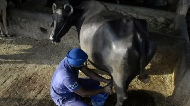 भारत दुनिया में भैंस के मांस का सबसे बड़ा निर्यातक है.