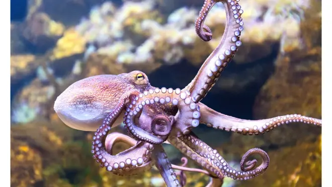 Octopuses have the largest and most complex brains of any invertebrate