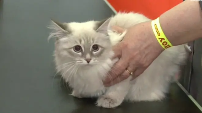 عرض أنواع نادرة من القطط حول العالم بمهرجان في روسيا