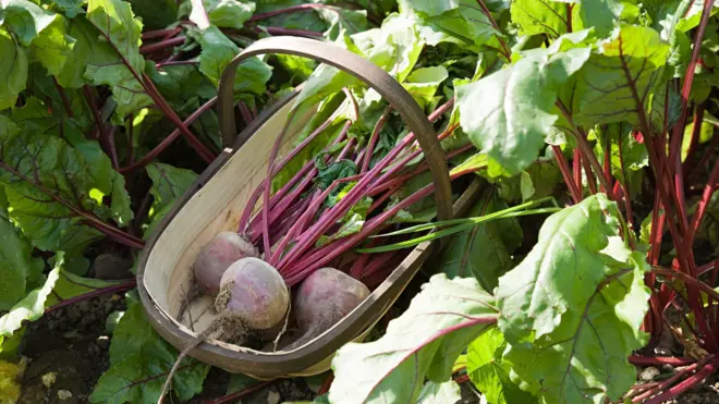 Можно сказать, что свекле крупно повезло после того, как ее возвели в ранг супер еды. Правда, некоторые добавления типа козьего сыра, или брынзы, ее действительно сильно украшают.