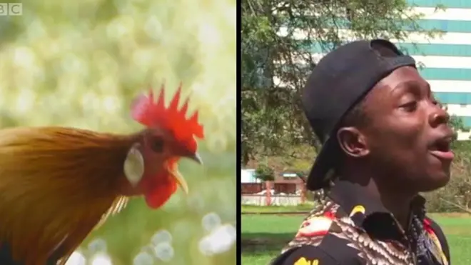 ወዲ 19 ዓመት ጋናዊ መንእሰይ ጀስቲስ ናይ ዝተፈላለዩ እንስሳት ድምጺ ኣምሲሉ ናይ ምድማጽ ፍሉይ ክእለት ኣለዎ።