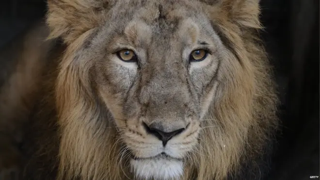 एशियाई बाघ