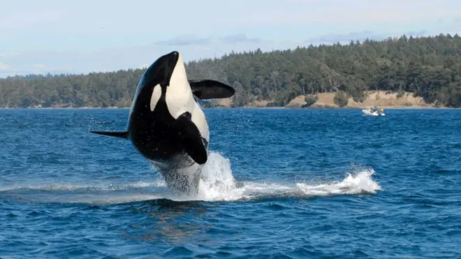 วาฬเพชรฆาต, หมดประจำเดือน, วิวัฒนาการ