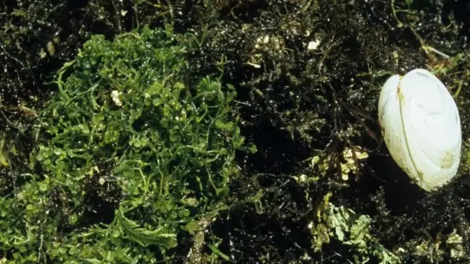 سمندری گھاس