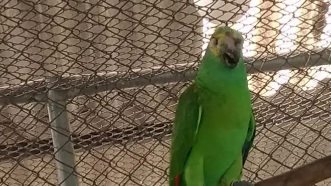 Freddy was injured when police raided the drug den he was being held at in 2015. The parrot lost part of his beak and was blinded in his right eye