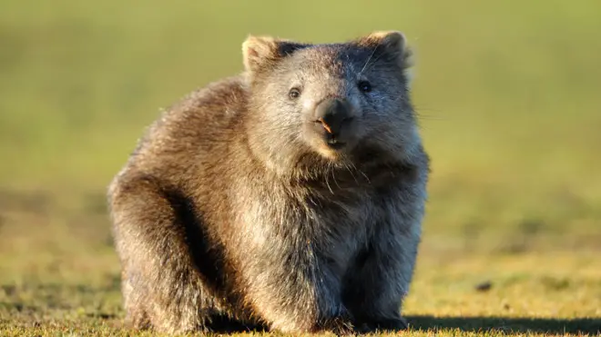 Los wombats, marsupiales nativos de Australia, pueden producir hasta 100 cubos de heces en una noche.