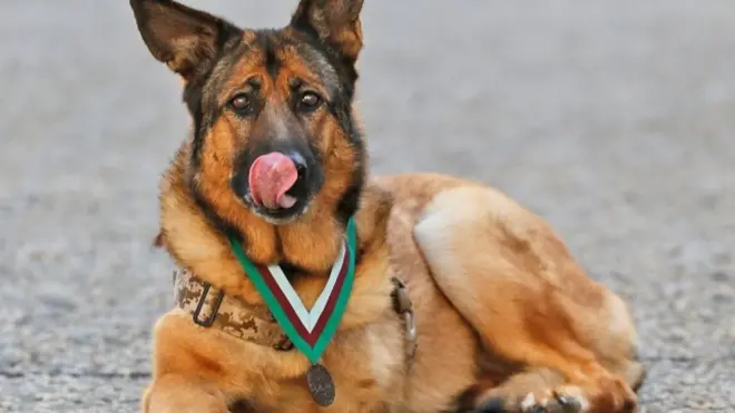 前脚失った爆発物探知犬 英国から勲章
