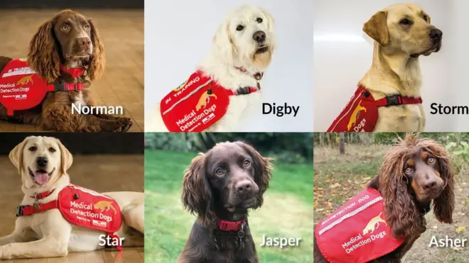 Meet the six dogs who could be put to work testing for coronavirus