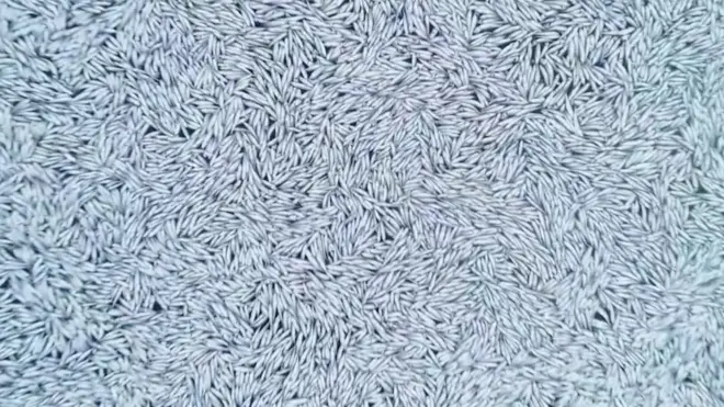 ኣብ ገማግም ፈረንሳ ልዕሊ 100 ሽሕ ዓሳታት ሞይቶም ተረኺቦም