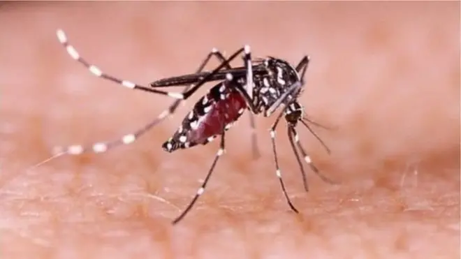 ডেঙ্গুর জীবাণু বহন করে এডিস মশা।