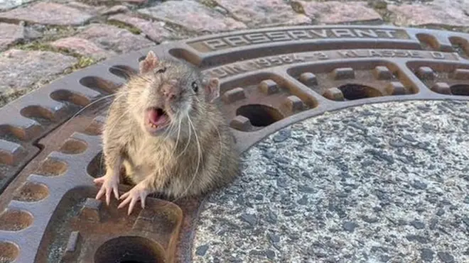 बदकिस्मत चुहिया इस छेद के लिए बड़ी थी. राहत कार्य के दौरान वो लगातार बचाव दल के कैमरे की ओर देखती रही