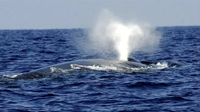 بلیو وہیل دنیا کا سب سے بڑا جانور ہے جس کی یومیہ خوارک تقریبا چار ٹن ہے