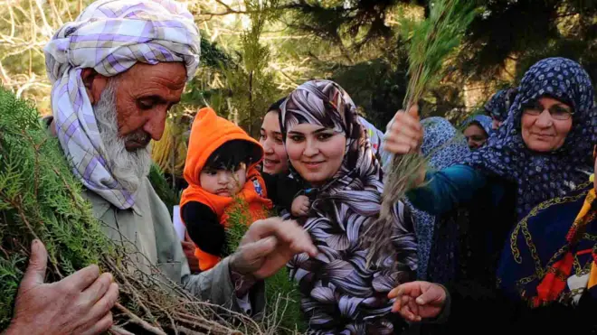 ښوونځيو کې کښت