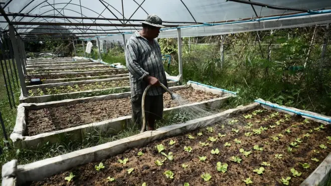 สมโภชน์เริ่มนำระบบ "สมาร์ทเกษตร" เซ็นเซอร์ควบคุมความชื้นในอากาศ มาใช้กับการปลูกผักตระกูลสลัด