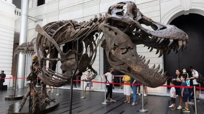 Holes in the skull looked similar to another T Rex, a US fossil company said