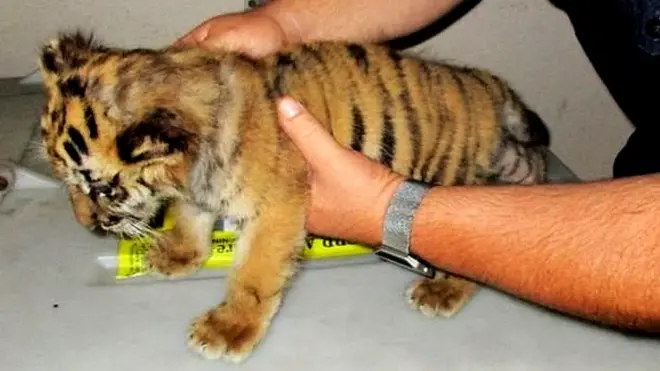 امریکہ میں محکمہ 'وائلڈ لائف سروس' کے حکام نے اس بنگالی نسل کے ٹائیگر کے بچے کو اپنی تحویل میں لے لیا ہے