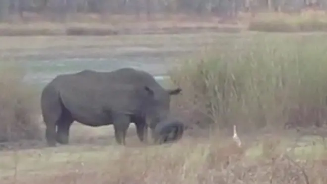 Boynuzuna lastik sıkışmış olan gergedan