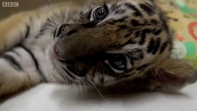 В США решили объединить брошенных детенышей суматранского и бенгальского тигров.