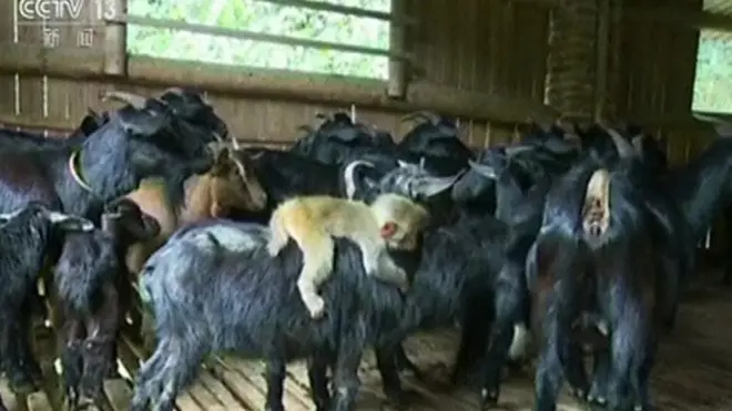 Macaco com as cabras