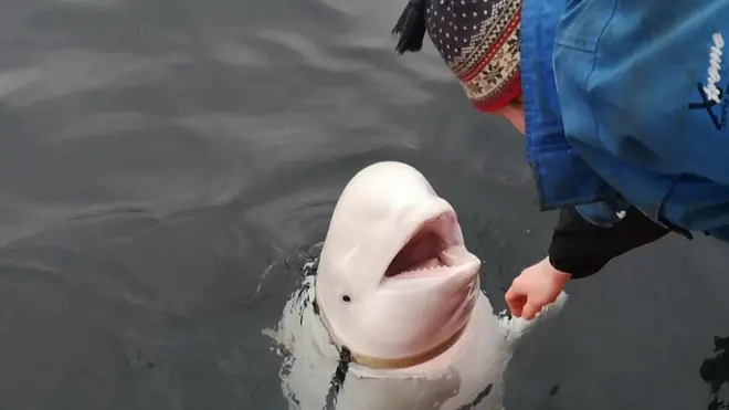 خبير قال نرويجي إنه عُثر على حوت أبيض قبالة السواحل النرويجية ومزود بسرج روسي خاص، ورجح أن يكون قد حصل على تدريب من جانب البحرية الروسية.