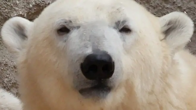Cara de un oso polar
