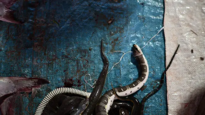 นักล่างู โตนเลสาบ งู