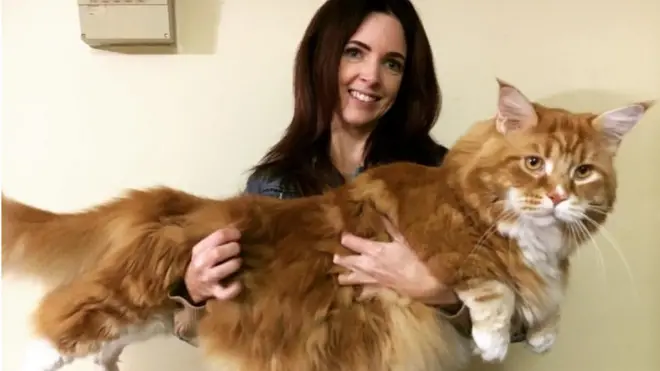 Коту Омару скоро будет 4 года