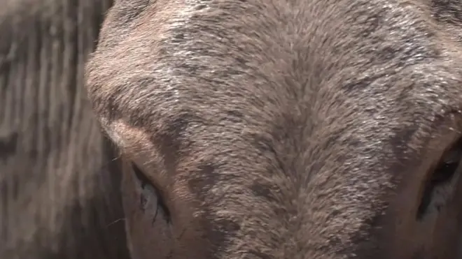 中國人認為阿膠有保健作用，需求不斷增加，對全球驢子的數量有很大的影響。